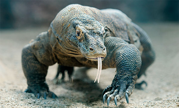 Accede al artículo La biología detrás de la peligrosa mordedura del dragón de Komodo