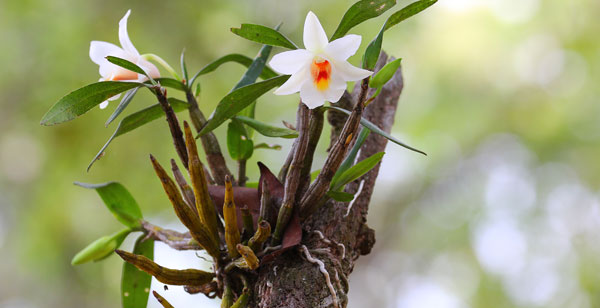 Accede al artículo Plantas epifitas: el ejemplo de las orquídeas